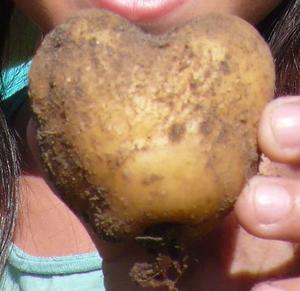 Kartoffelernte 5