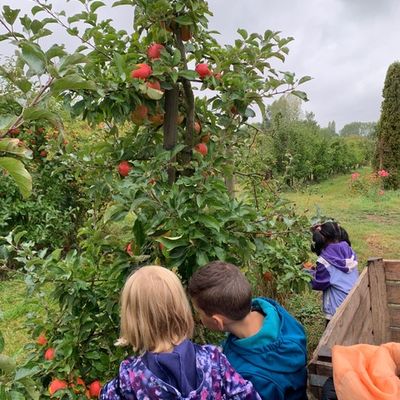 Bild vergr&ouml;&szlig;ern: Apfelhof
