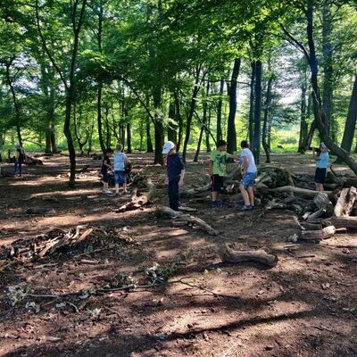Bild vergr&ouml;&szlig;ern: 2022 wald e6064b21-4d59-4151-9c47-648038a802f4