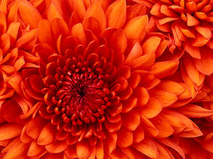 Bild vergr&ouml;&szlig;ern: Chrysanthemum