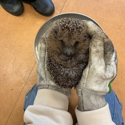 Eingerollter Igel mit Handschuhen angefasst