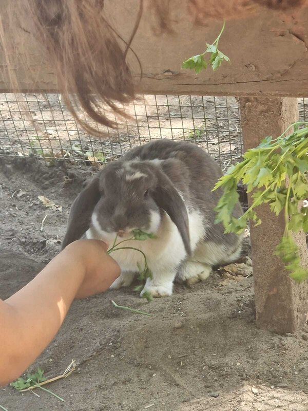 Kaninchen auf dem Spielplatzgelände